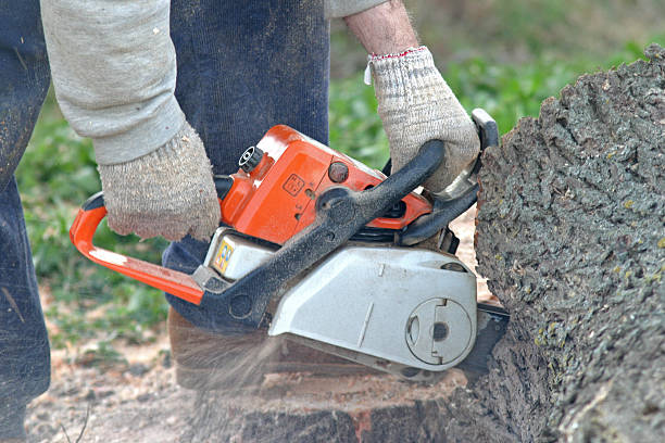  Cutler Bay, FL Tree Care Pros