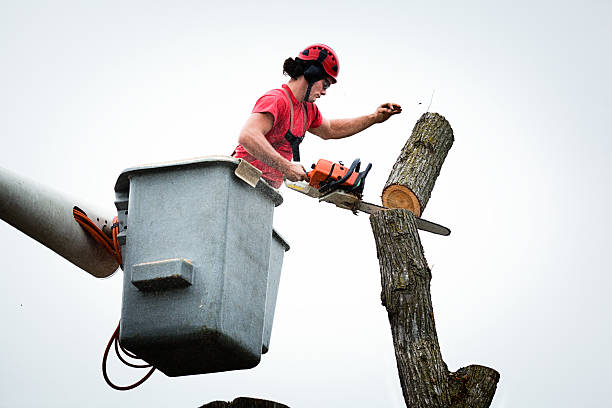 Best Tree Mulching  in Cutler Bay, FL