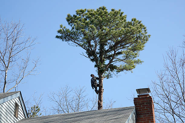 Best Arborist Consultation Services  in Cutler Bay, FL