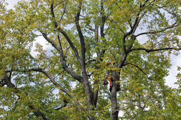 Best Hazardous Tree Removal  in Cutler Bay, FL